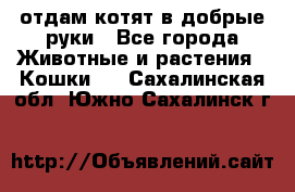 отдам котят в добрые руки - Все города Животные и растения » Кошки   . Сахалинская обл.,Южно-Сахалинск г.